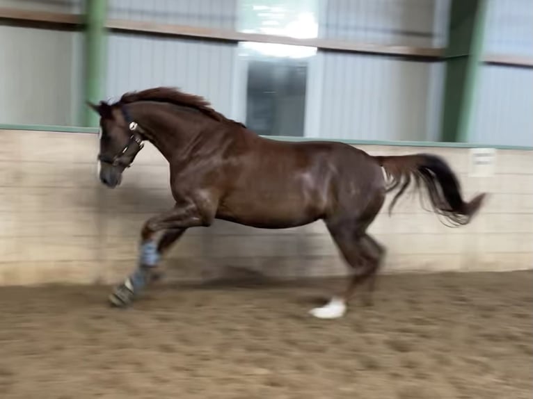 Oldenburger Merrie 5 Jaar 164 cm Donkere-vos in Winsen (Luhe)