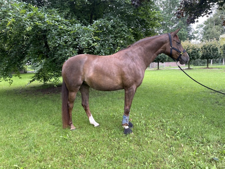 Oldenburger Merrie 5 Jaar 164 cm Donkere-vos in Winsen (Luhe)