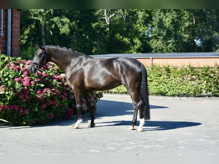 Oldenburger Merrie 5 Jaar 164 cm Zwart in Visbek