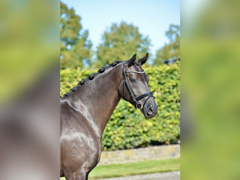 Oldenburger Merrie 5 Jaar 164 cm Zwart in Visbek