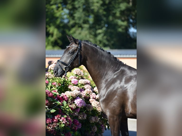 Oldenburger Merrie 5 Jaar 164 cm Zwart in Visbek
