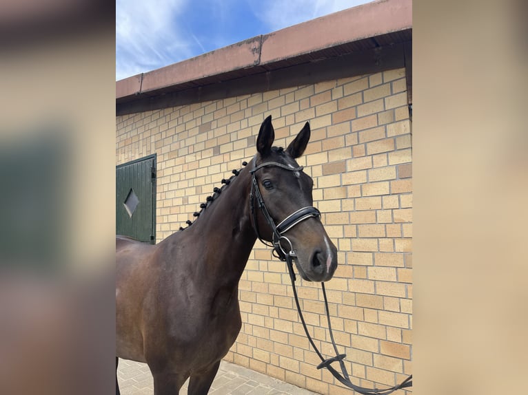 Oldenburger Merrie 5 Jaar 164 cm Zwartbruin in Hofheim am Taunus