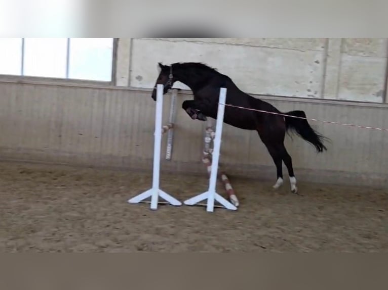 Oldenburger Merrie 5 Jaar 165 cm Bruin in Wittendörp