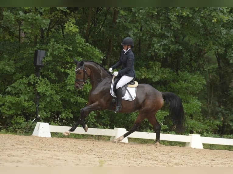 Oldenburger Merrie 5 Jaar 165 cm Bruin in Zarrentin
