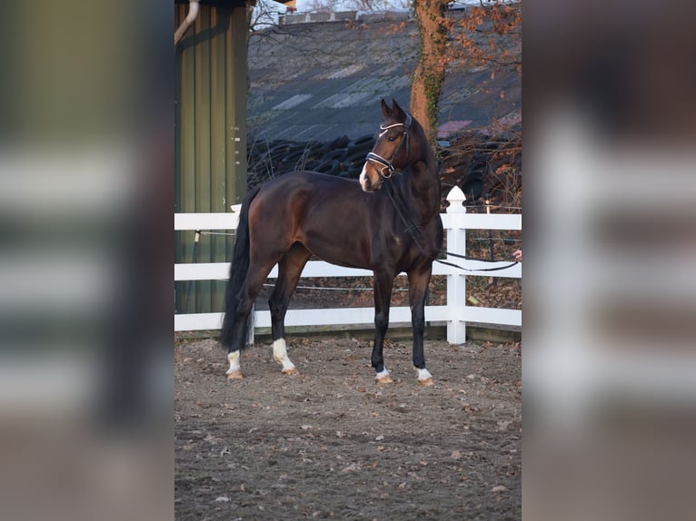 Oldenburger Merrie 5 Jaar 165 cm Donkerbruin in Dätgen