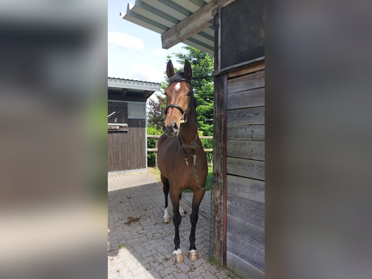 Oldenburger Merrie 5 Jaar 165 cm Donkerbruin in Schwartow