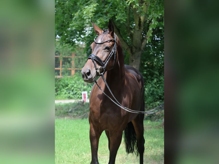 Oldenburger Merrie 5 Jaar 165 cm Donkerbruin in Fröndenberg