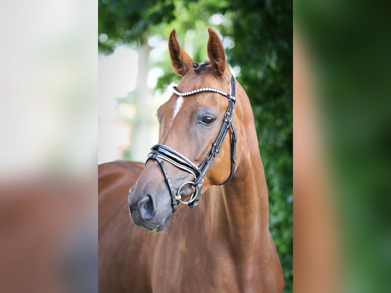 Oldenburger Merrie 5 Jaar 165 cm Donkere-vos in Ennigerloh