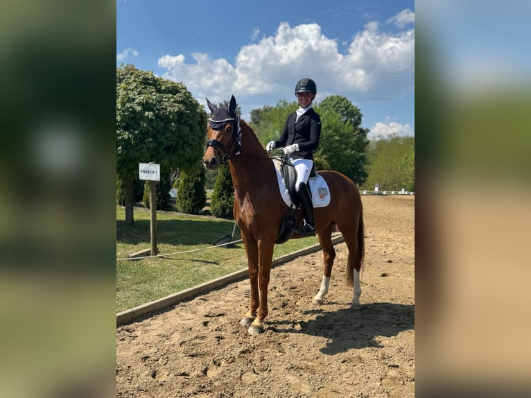 Oldenburger Merrie 5 Jaar 165 cm Vos in Gro&#xDF; Kreutz