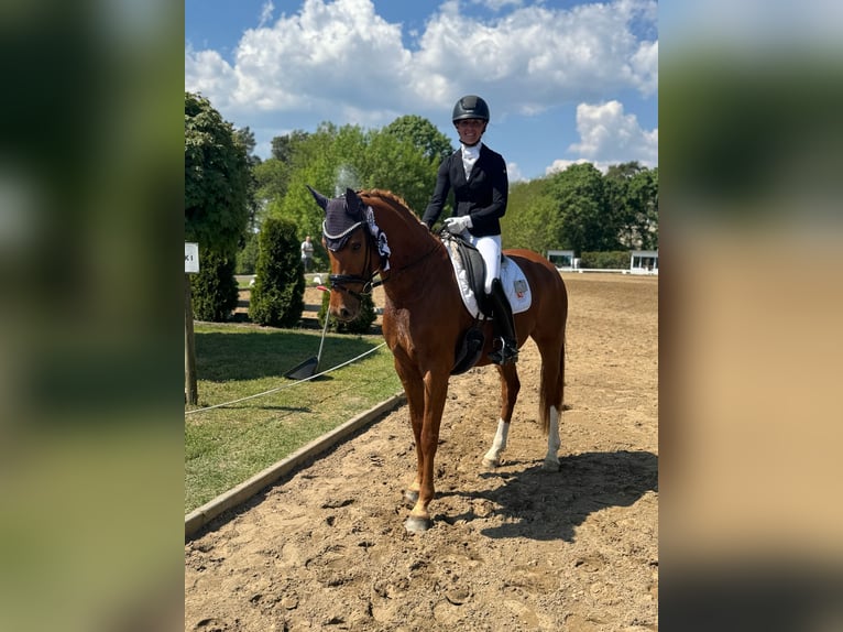 Oldenburger Merrie 5 Jaar 165 cm Vos in Gro&#xDF; Kreutz