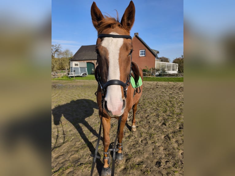 Oldenburger Merrie 5 Jaar 165 cm Vos in Straelen