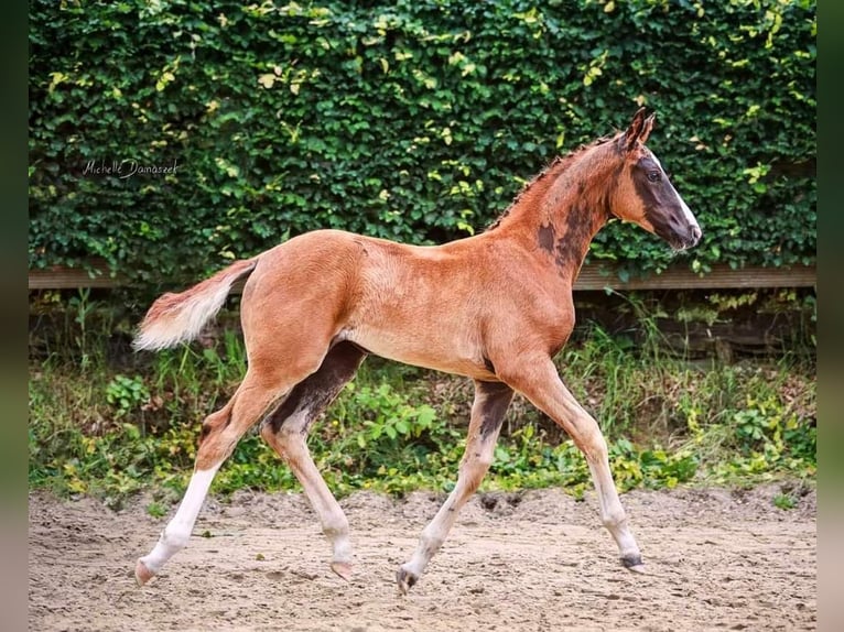 Oldenburger Merrie 5 Jaar 165 cm Vos in Straelen