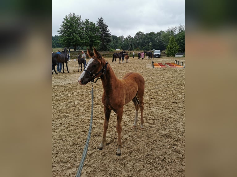 Oldenburger Merrie 5 Jaar 165 cm Vos in Straelen