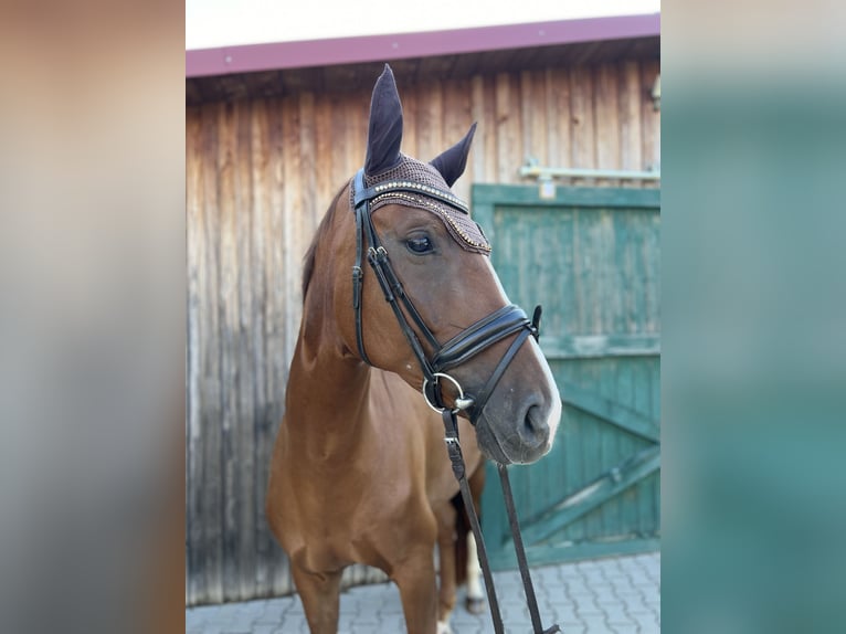 Oldenburger Merrie 5 Jaar 165 cm Vos in Wenzenbach