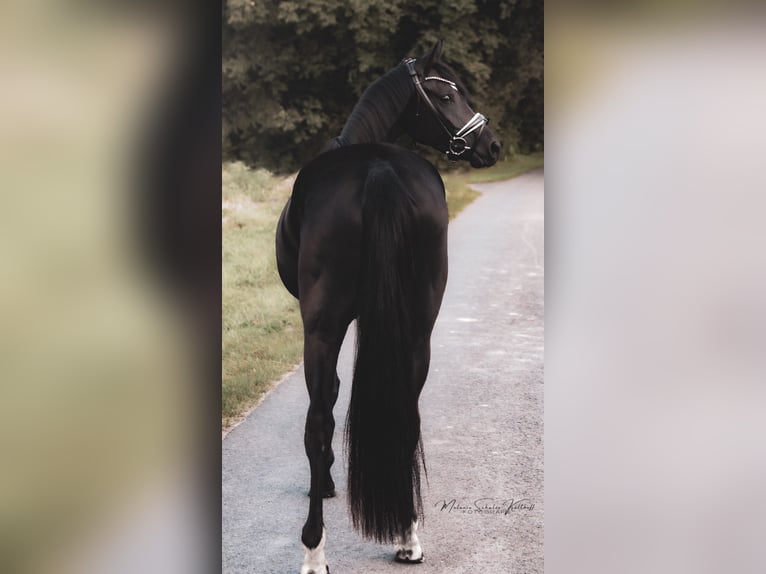 Oldenburger Merrie 5 Jaar 165 cm Zwart in Dorsten