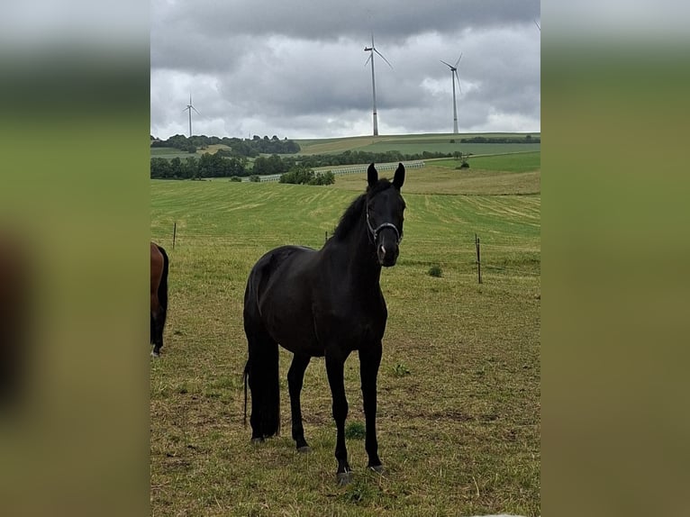 Oldenburger Merrie 5 Jaar 165 cm Zwart in Trier
