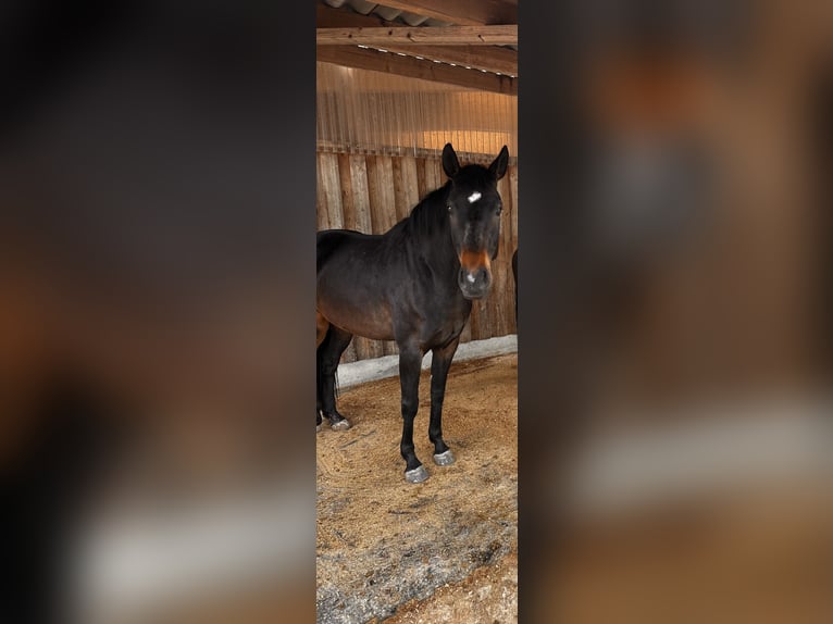 Oldenburger Merrie 5 Jaar 165 cm Zwartbruin in Freilassing