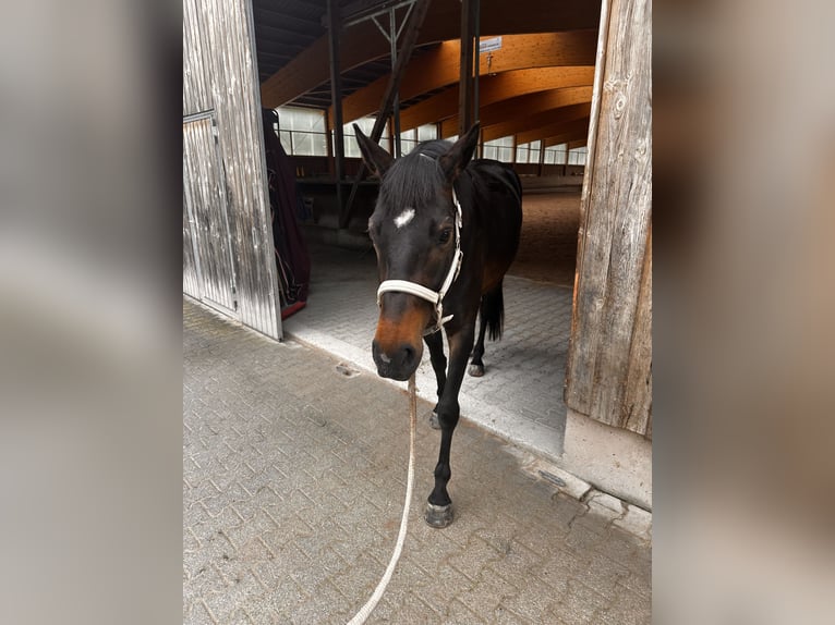 Oldenburger Merrie 5 Jaar 165 cm Zwartbruin in Freilassing