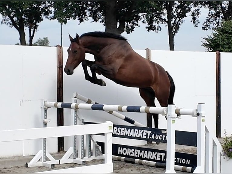 Oldenburger Merrie 5 Jaar 166 cm Roodbruin in Waddinxveen