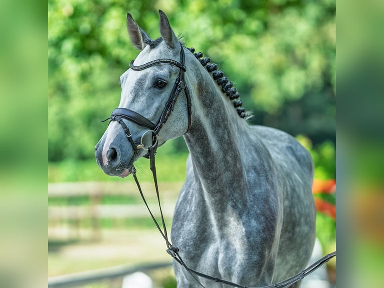Oldenburger Merrie 5 Jaar 166 cm Schimmel in M&#xFC;nster-Handorf