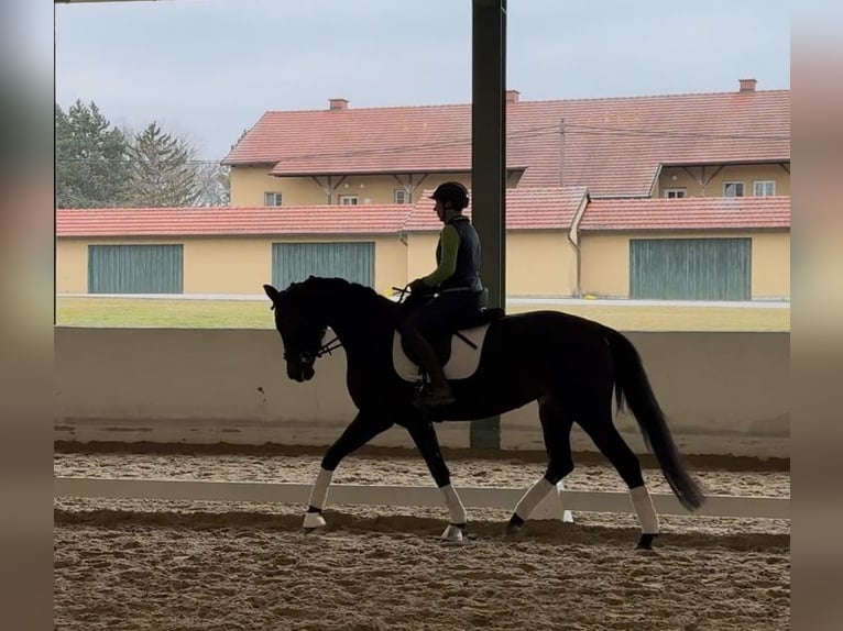 Oldenburger Merrie 5 Jaar 166 cm Zwart in Himberg