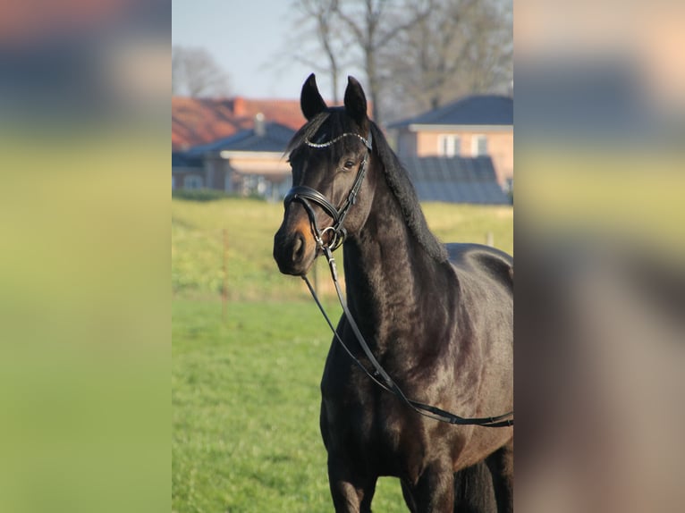 Oldenburger Merrie 5 Jaar 166 cm Zwartbruin in Damme