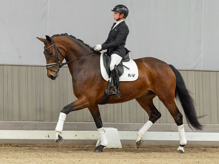 Oldenburger Merrie 5 Jaar 167 cm Bruin in Münster-Handorf