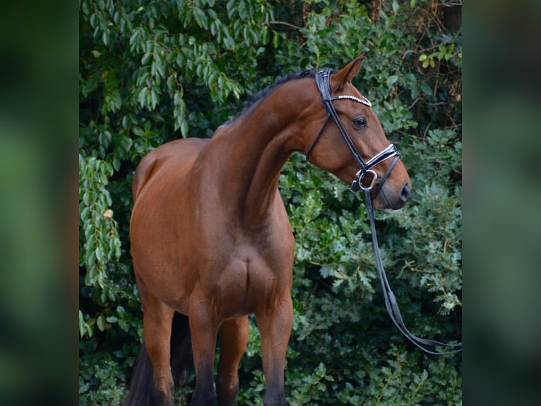Oldenburger Merrie 5 Jaar 167 cm Bruin in Stuhr