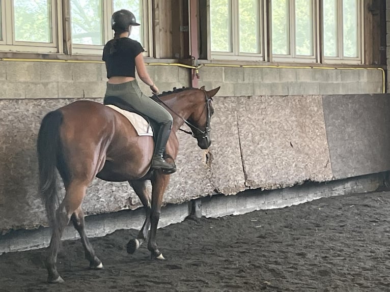 Oldenburger Merrie 5 Jaar 167 cm Donkerbruin in Berlin