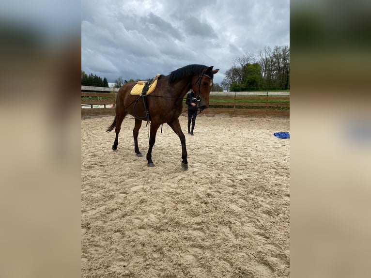 Oldenburger Merrie 5 Jaar 167 cm Donkerbruin in Berlin