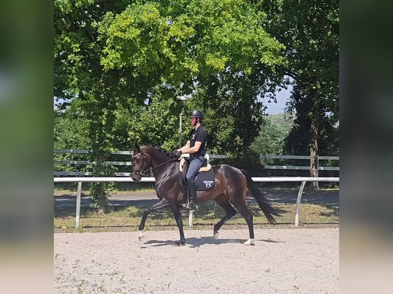 Oldenburger Merrie 5 Jaar 167 cm Donkerbruin in Aach