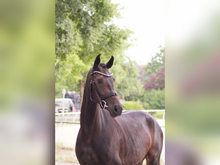 Oldenburger Merrie 5 Jaar 167 cm Donkerbruin in Aach