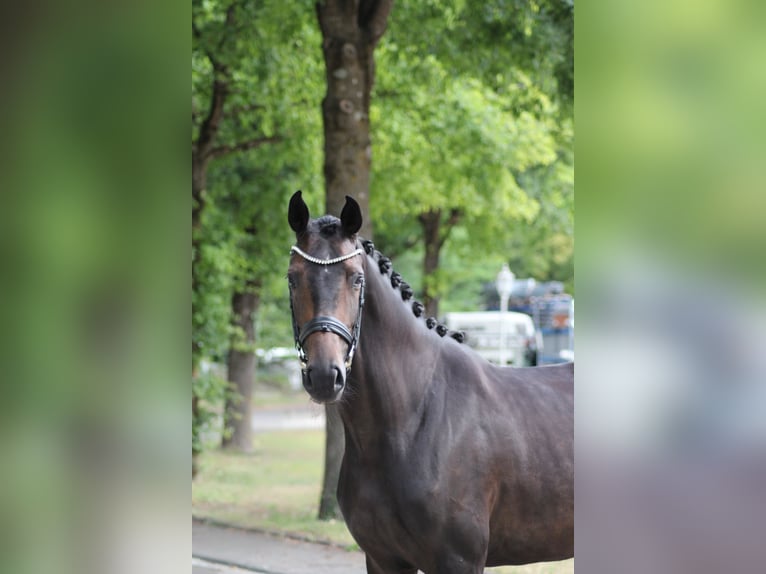 Oldenburger Merrie 5 Jaar 167 cm Donkerbruin in Aach