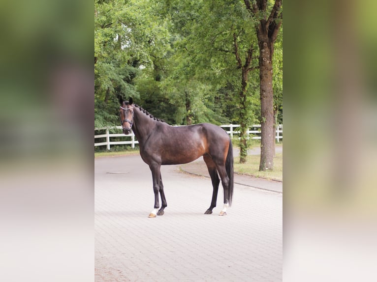 Oldenburger Merrie 5 Jaar 167 cm Donkerbruin in Aach