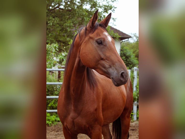 Oldenburger Merrie 5 Jaar 167 cm Donkerbruin in Chalvraines