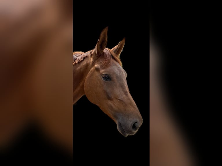 Oldenburger Merrie 5 Jaar 167 cm Donkere-vos in EinbeckEinbeck