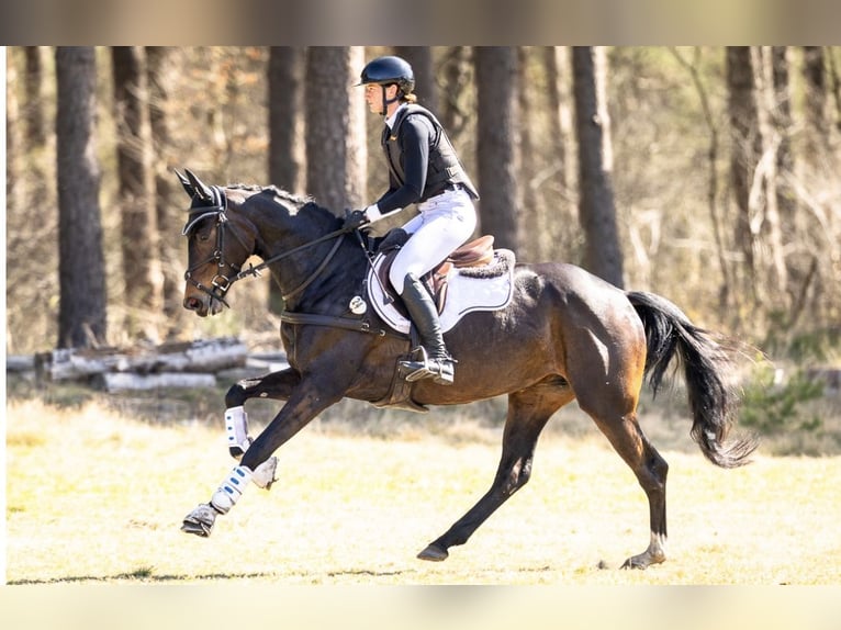 Oldenburger Merrie 5 Jaar 167 cm in Garstedt