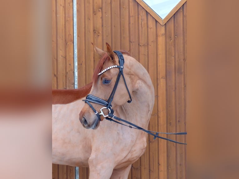 Oldenburger Merrie 5 Jaar 167 cm Vos in Drantum