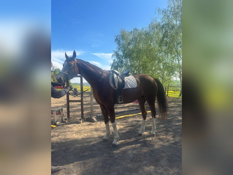 Oldenburger Merrie 5 Jaar 167 cm Vos in Bitburg