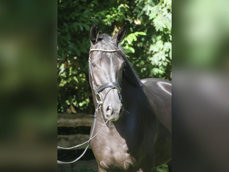 Oldenburger Merrie 5 Jaar 167 cm Zwart in Bakum