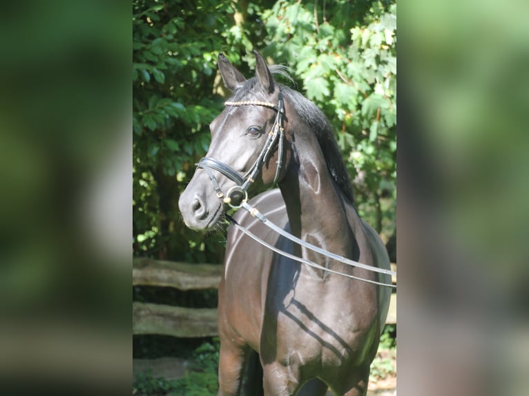 Oldenburger Merrie 5 Jaar 167 cm Zwart in Bakum