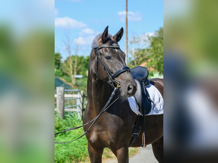 Oldenburger Merrie 5 Jaar 167 cm Zwartbruin in Jemgum