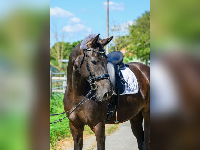 Oldenburger Merrie 5 Jaar 167 cm Zwartbruin in Jemgum