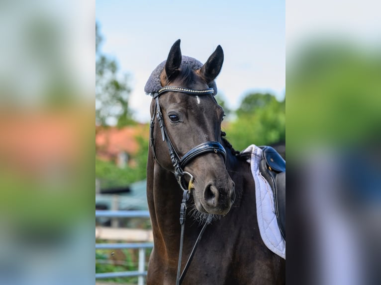 Oldenburger Merrie 5 Jaar 167 cm Zwartbruin in Jemgum