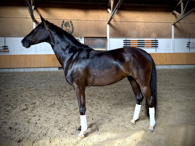 Oldenburger Merrie 5 Jaar 167 cm Zwartbruin in Jemgum