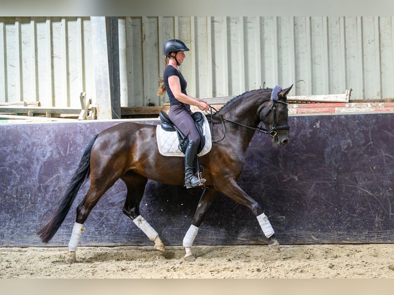 Oldenburger Merrie 5 Jaar 167 cm Zwartbruin in Jemgum