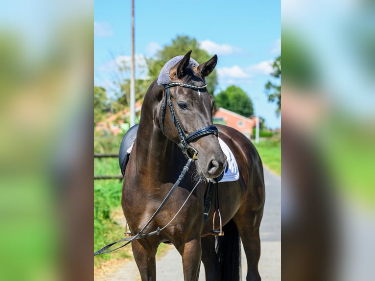 Oldenburger Merrie 5 Jaar 167 cm Zwartbruin in Jemgum