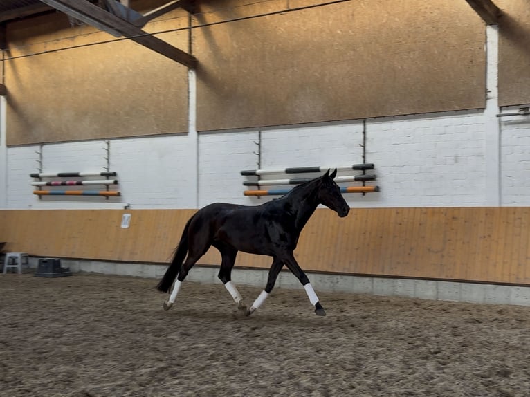 Oldenburger Merrie 5 Jaar 167 cm Zwartbruin in Jemgum