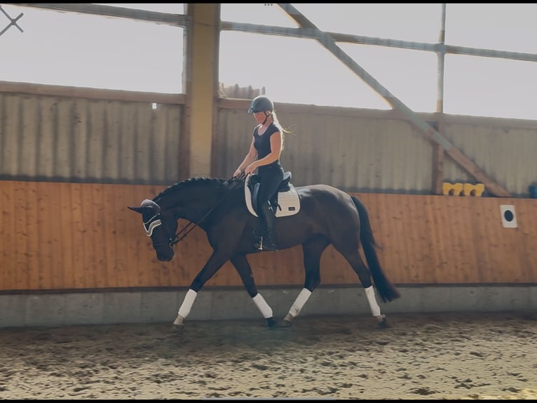 Oldenburger Merrie 5 Jaar 167 cm Zwartbruin in Jemgum
