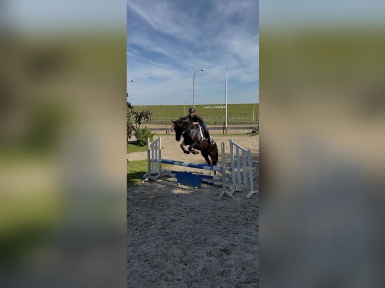 Oldenburger Merrie 5 Jaar 167 cm Zwartbruin in Jemgum